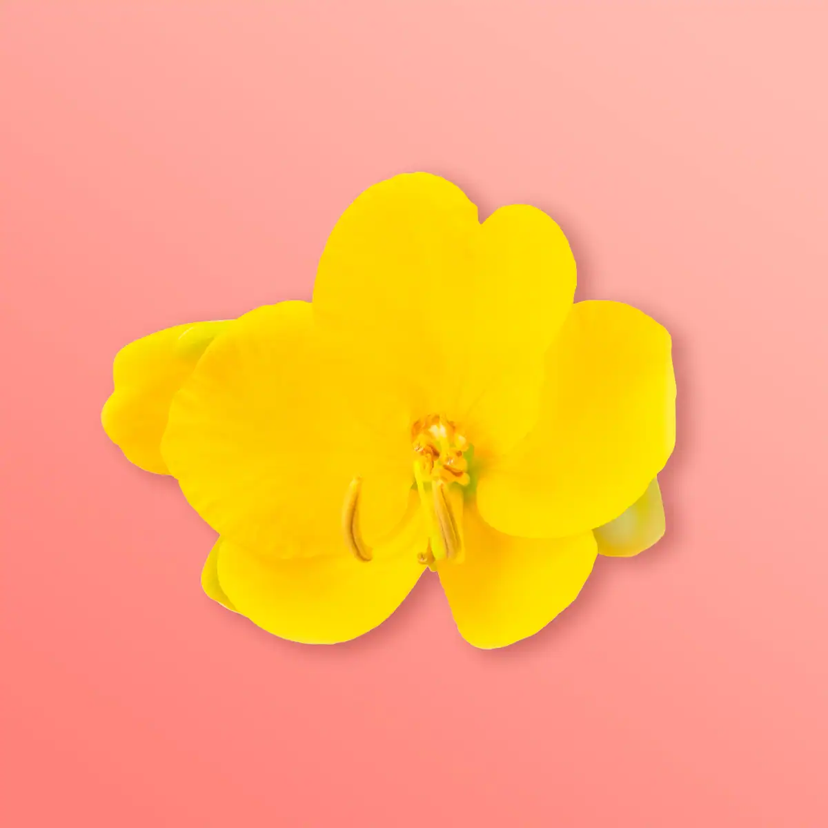 Hyaluronic Acid