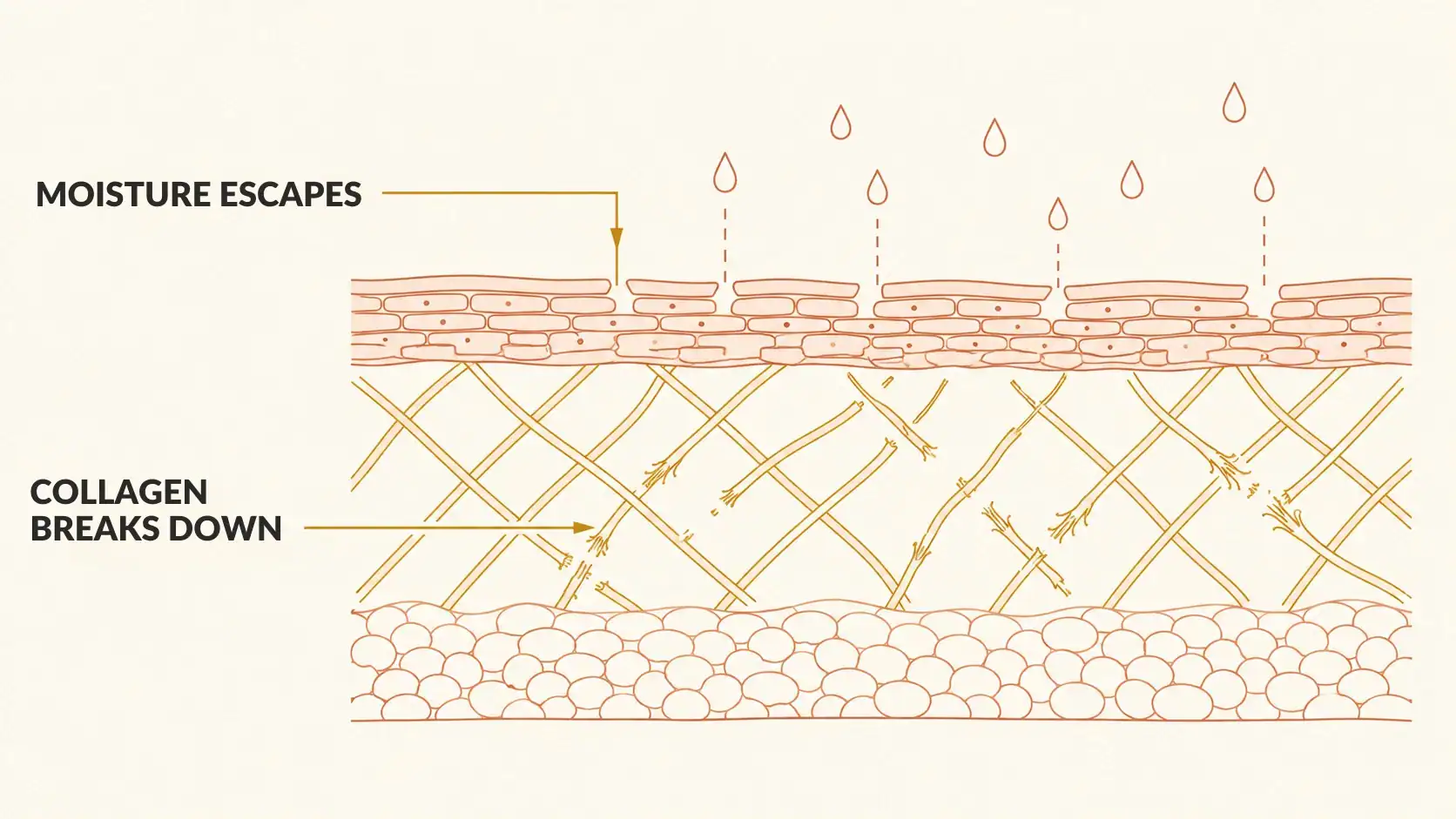 Illustration of a skin cross-section: barrier layer letting moisture escape while collagen fibers break down in the dermis